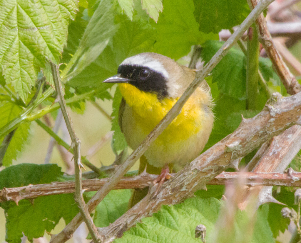 Ateliê do Bird